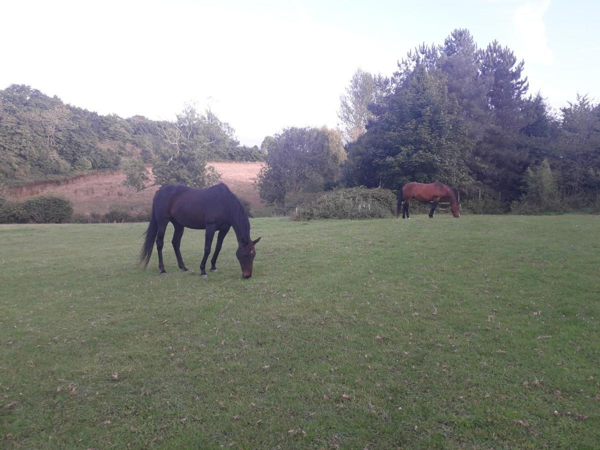 Moaps Farm B&B Support Small Business, Welcome, Check In From 5 Pm Danehill Eksteriør bilde